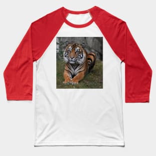 Sumatran Tiger Baseball T-Shirt